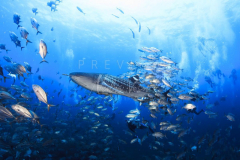 Diving with whale shark at Sail Rock