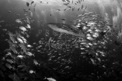 Diving with whale shark at Sail Rock