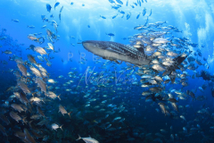 Diving with whale shark at Sail Rock