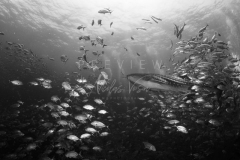 Diving with whale shark at Sail Rock