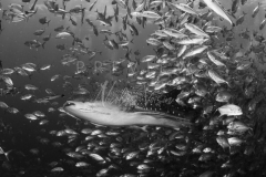 Diving with whale shark at Sail Rock