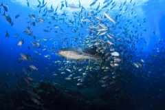 Diving with whale shark at Sail Rock