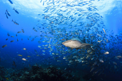 Diving with whale shark at Sail Rock