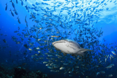Diving with whale shark at Sail Rock