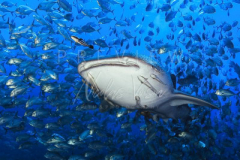 Diving with whale shark at Sail Rock
