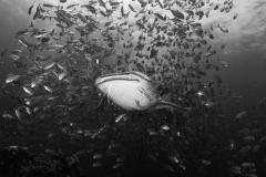 Diving with whale shark at Sail Rock