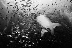 Diving with whale shark at Sail Rock