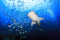 Diving with whale shark at Sail Rock