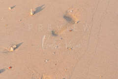 Foot step on the beach