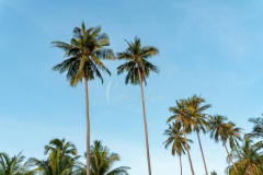 Coconut tree with blue sky