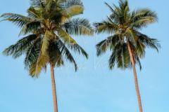 Coconut tree with blue sky