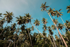 210403-Samui-coconut-trees-0001