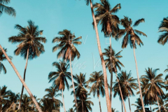 210403-Samui-coconut-trees-0002