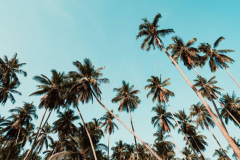 210403-Samui-coconut-trees-0003