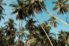 210403-Samui-coconut-trees-0004