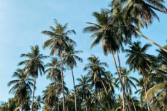210403-Samui-coconut-trees-0005