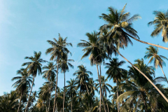 210403-Samui-coconut-trees-0006