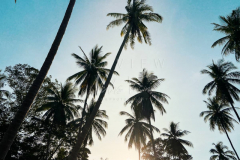 210403-Samui-coconut-trees-0007
