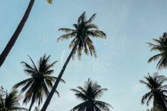 210403-Samui-coconut-trees-0008