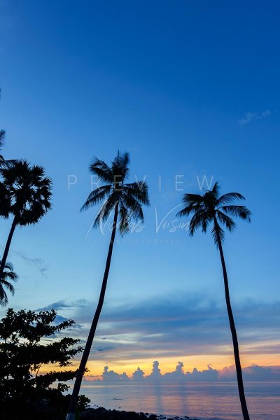 coconut tree silhouette at Dusk