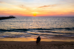 Couple watching sunset at the beach