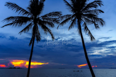 Sunset behind coconut tree