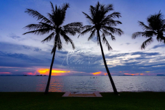 Sunset behind coconut tree