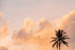 Coconut Tree Sunrise